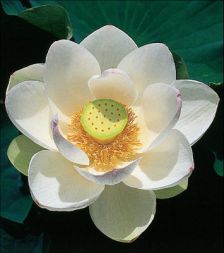 Projeto A Flor da Pele
